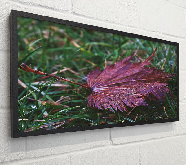 Crimson Autumn Leaf