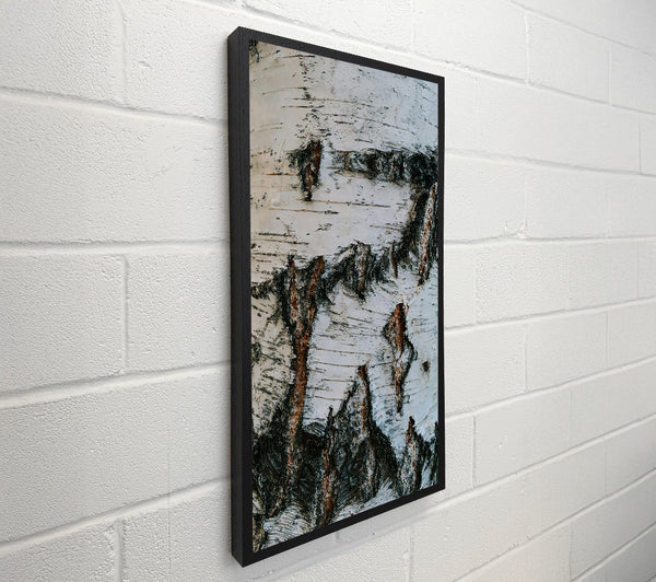 White Birch Bark Texture
