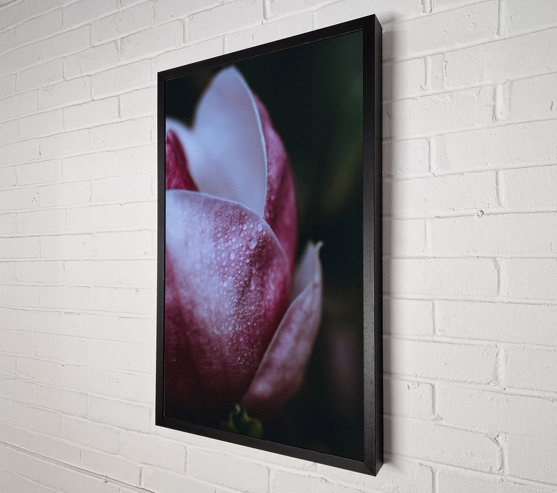  A Canvas Print of Crimson Dew Drop Bloom Canvas Print