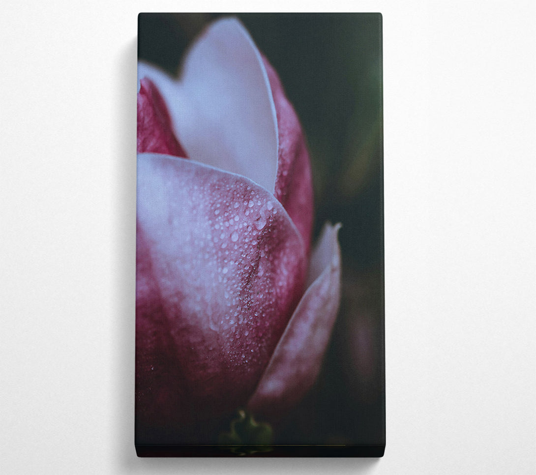  A Canvas Print of Crimson Dew Drop Bloom Canvas Print
