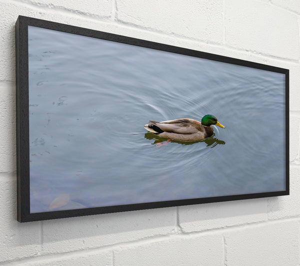 Green Head On Blue Water
