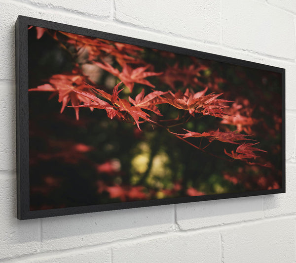 Crimson Autumn Leaves