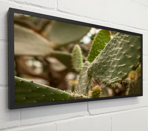Green Cactus Spines