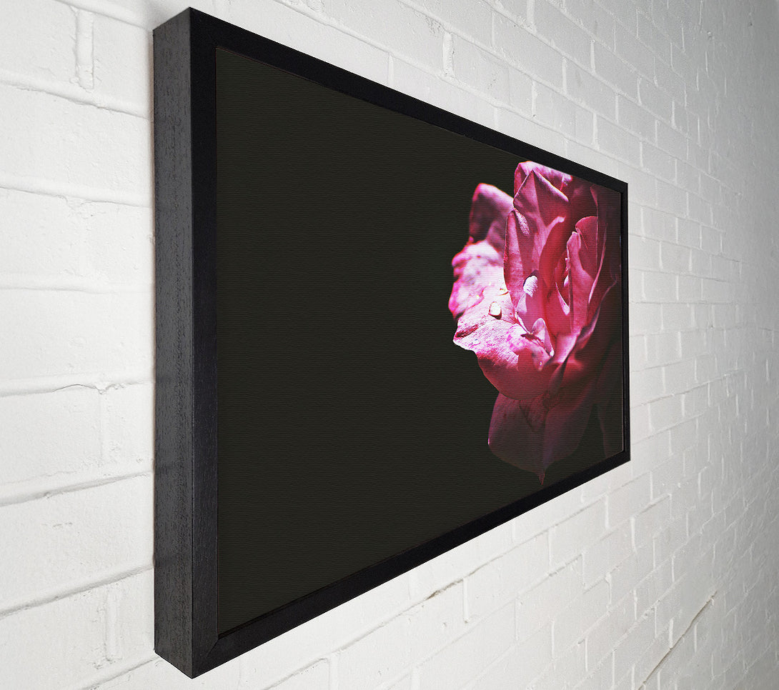  A Canvas Print of Crimson Rose Dewdrop Canvas Wall Art