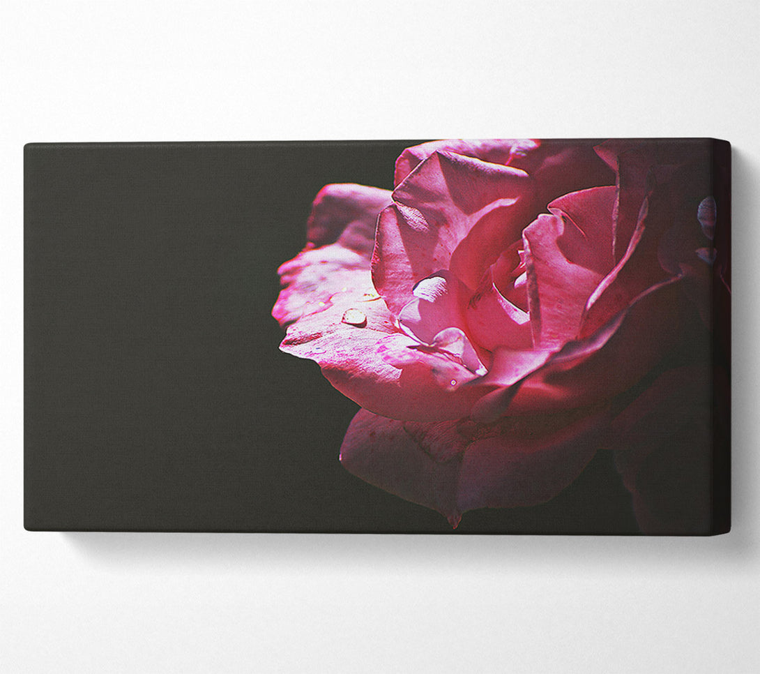  A Canvas Print of Crimson Rose Dewdrop Canvas Wall Art