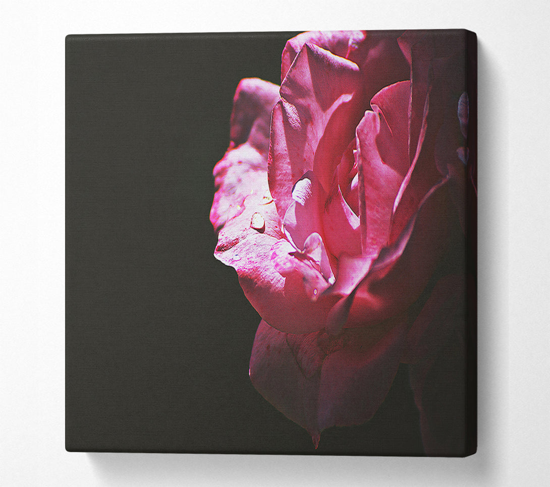  A Canvas Print of Crimson Rose Dewdrop Canvas Wall Art