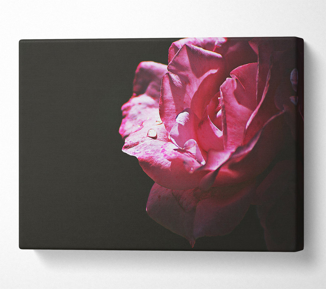  A Canvas Print of Crimson Rose Dewdrop Canvas Wall Art