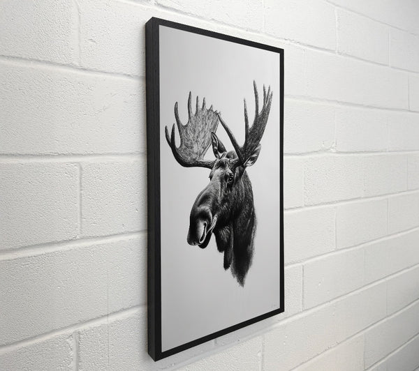 Black & White Moose Portrait