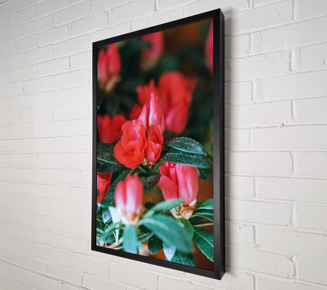  A Canvas Print of Crimson Budding Blooms Canvas Wall Art