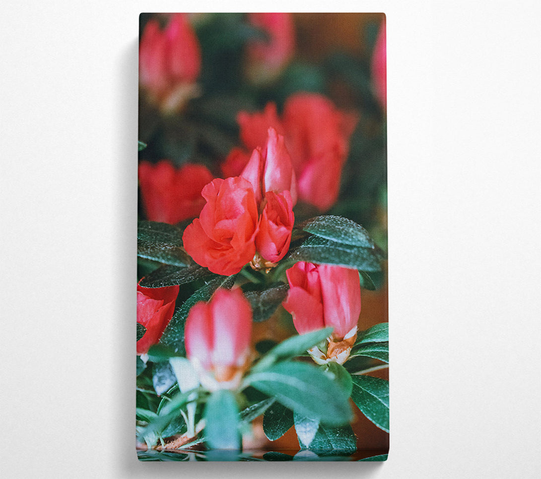  A Canvas Print of Crimson Budding Blooms Canvas Wall Art
