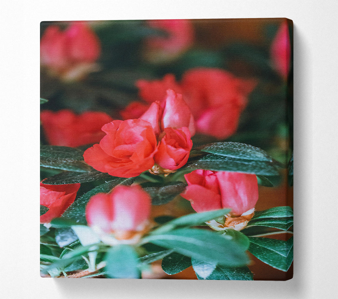  A Canvas Print of Crimson Budding Blooms Canvas Wall Art