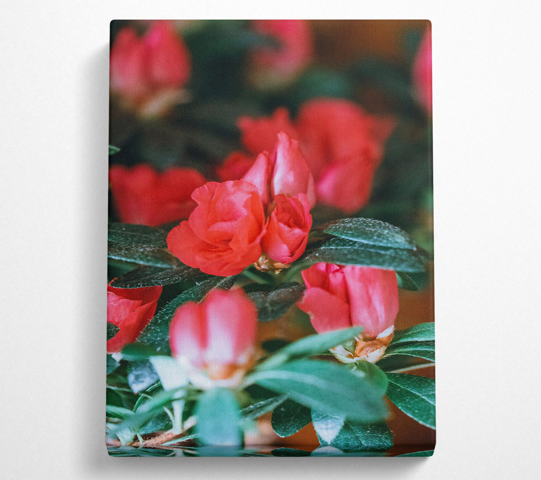  A Canvas Print of Crimson Budding Blooms Canvas Wall Art