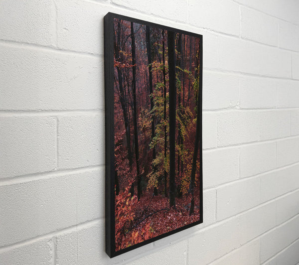 Crimson Forest Shadows