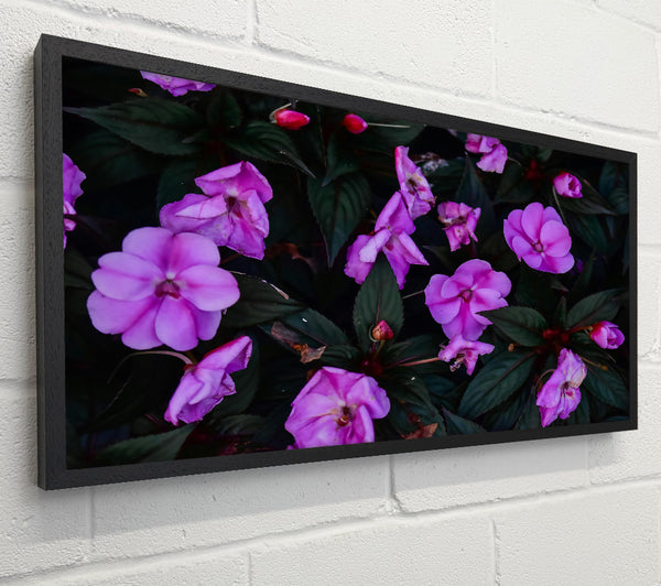 Pink Flowers In Darkness