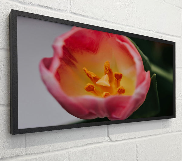 Pink Tulip'S Heart