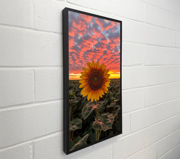 Golden Sunset Sunflower