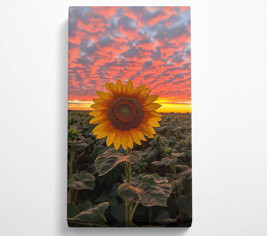  A Canvas Print of Golden Sunset Sunflower Canvas Wall Art