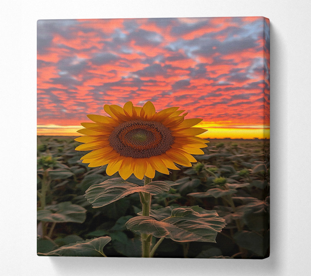  A Canvas Print of Golden Sunset Sunflower Canvas Wall Art