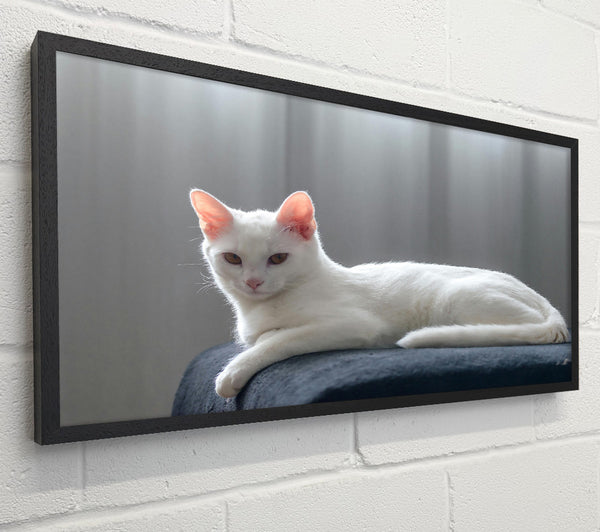 White Cat'S Slumber