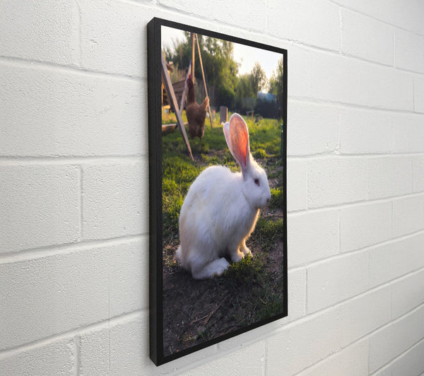 White Bunny Sunset