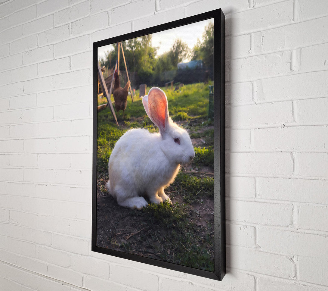  A Canvas Print of White Bunny Sunset Canvas Print