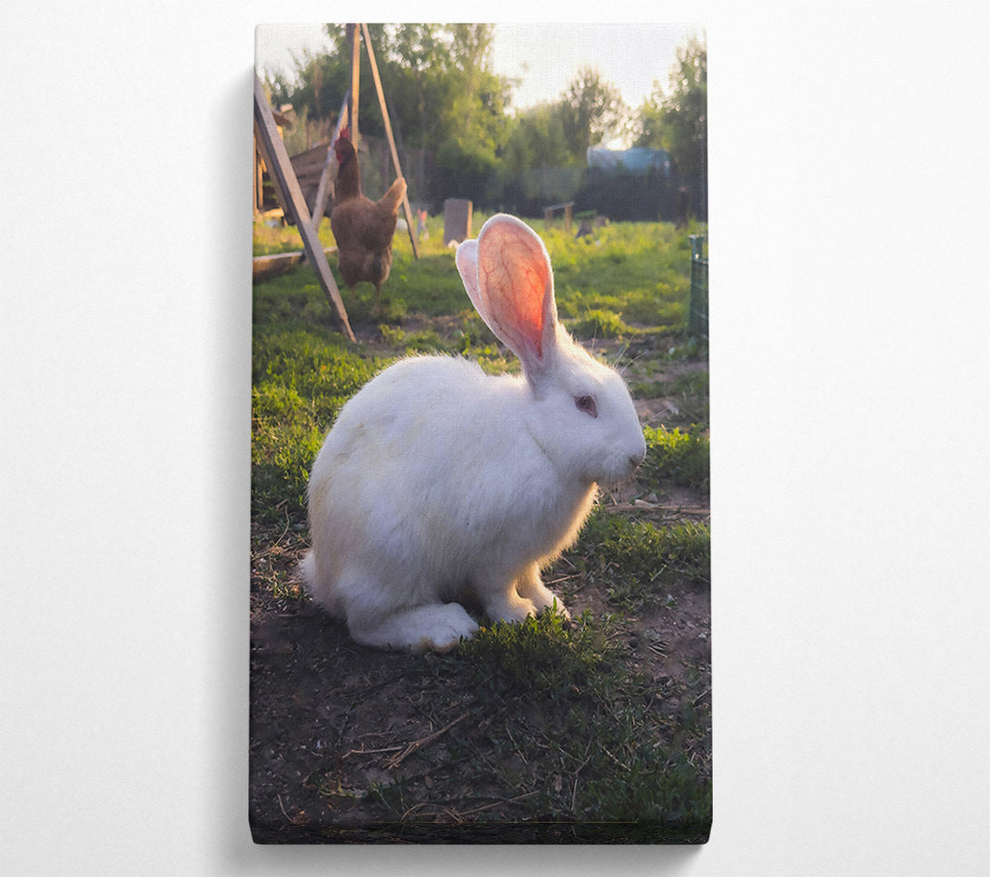  A Canvas Print of White Bunny Sunset Canvas Print