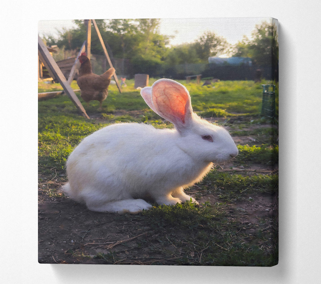  A Canvas Print of White Bunny Sunset Canvas Print