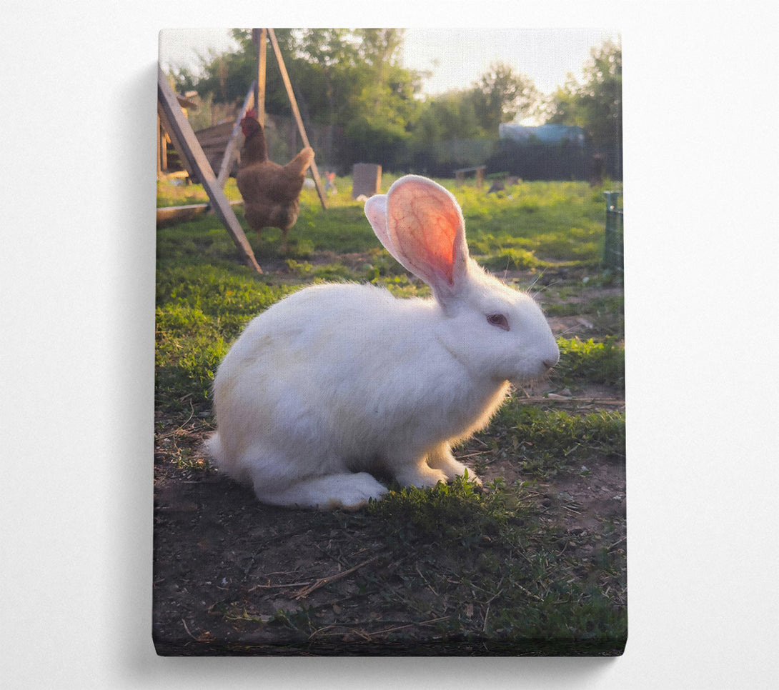  A Canvas Print of White Bunny Sunset Canvas Print