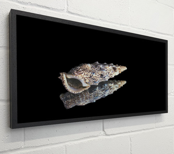 Brown Speckled Shell