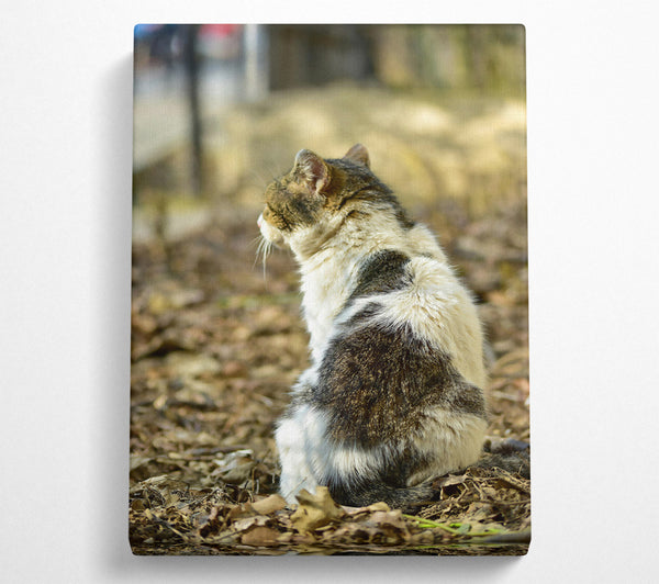  A Canvas Print of White Tabby Sitting Canvas Wall Art
