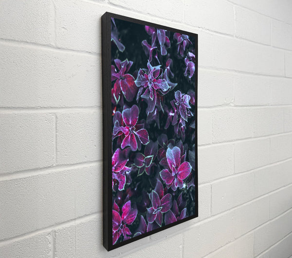 Purple Velvet Leaves