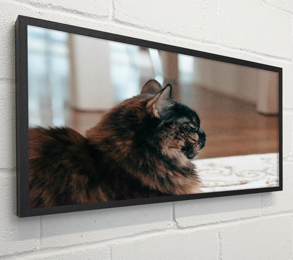 Black Feline Reflection