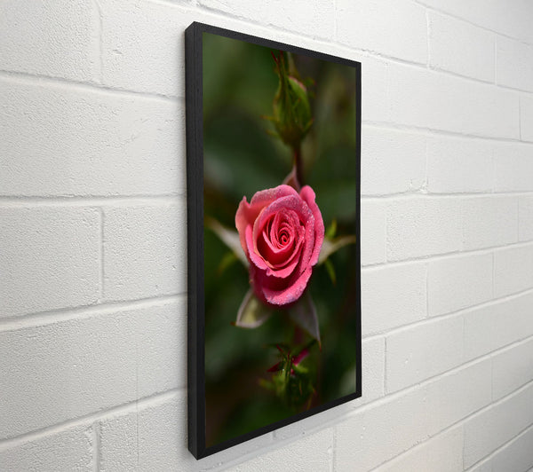 Pink Dewdrop Rose