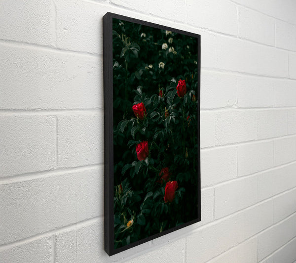 Crimson Rose Bloom