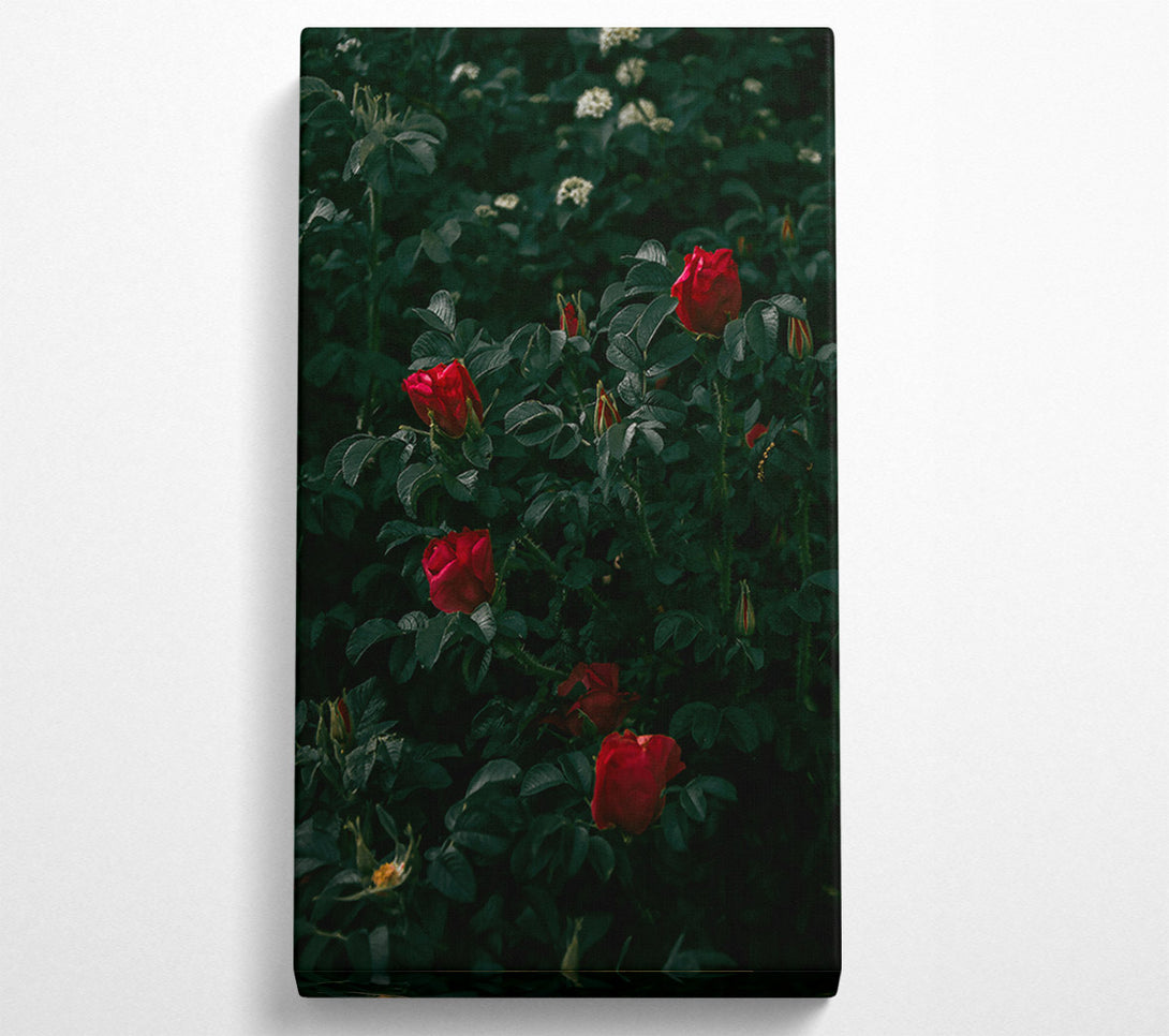  A Canvas Print of Crimson Rose Bloom Canvas Print