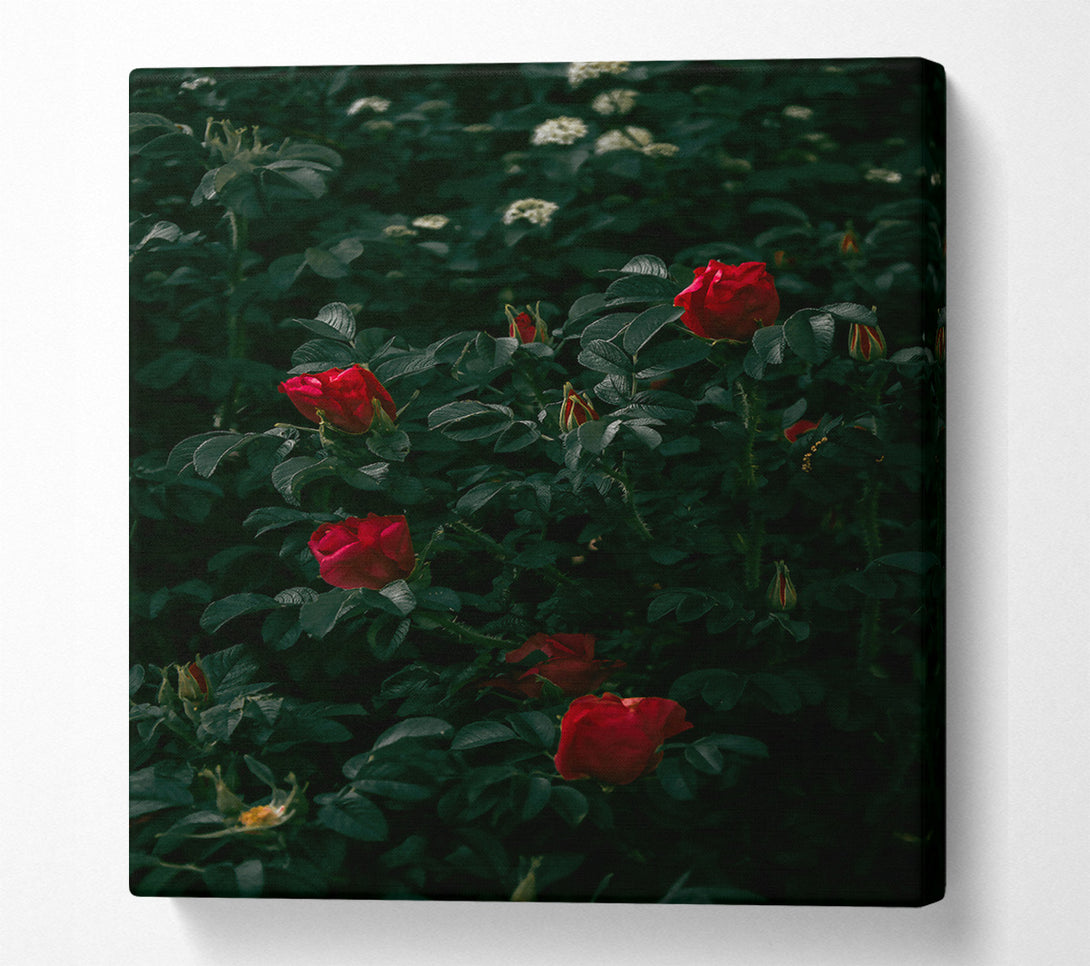  A Canvas Print of Crimson Rose Bloom Canvas Print