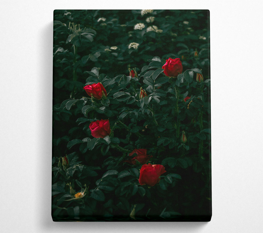  A Canvas Print of Crimson Rose Bloom Canvas Print