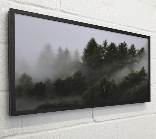 Grey Foggy Forest