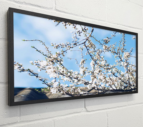 Blue Sky Blossoms