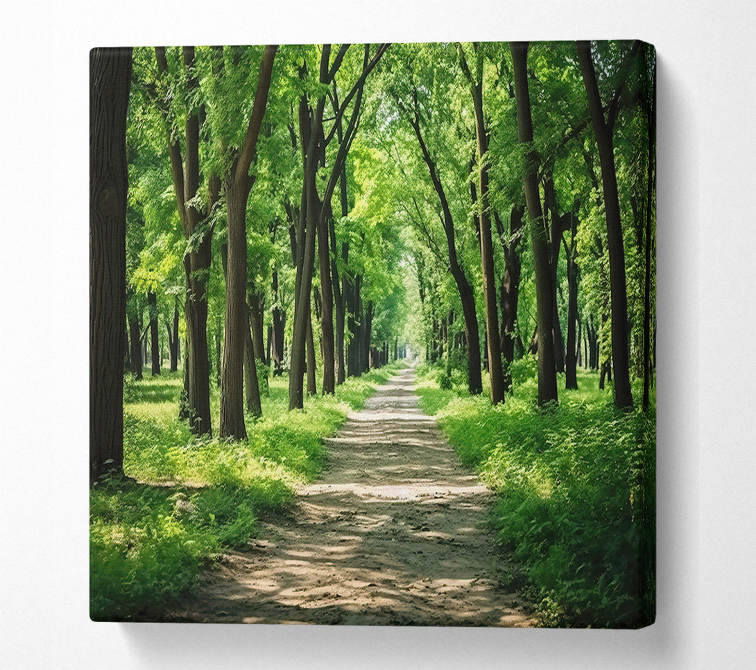  A Canvas Print of Green Forest Path Canvas Art