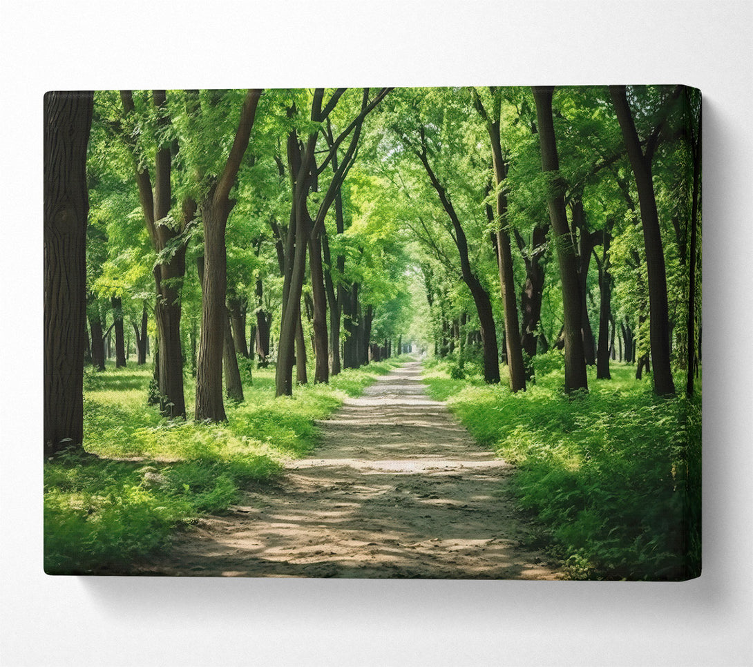  A Canvas Print of Green Forest Path Canvas Art