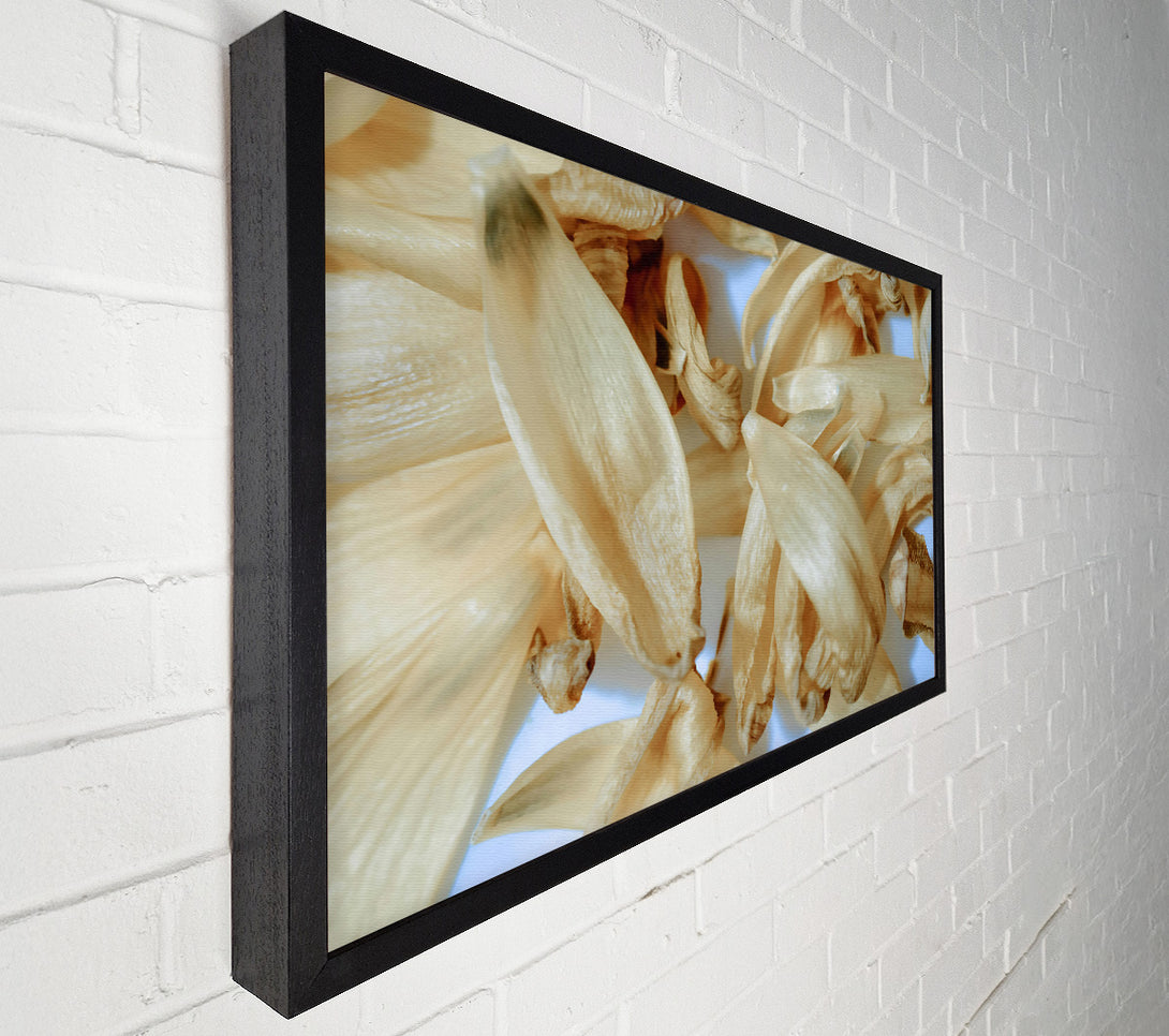 A Canvas Print of Creamy Petal Symphony Canvas Wall Art