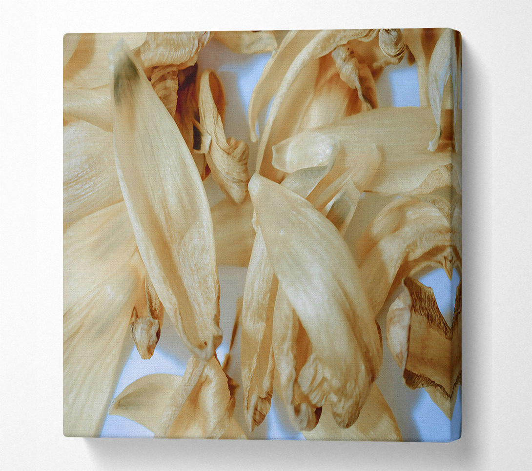  A Canvas Print of Creamy Petal Symphony Canvas Wall Art