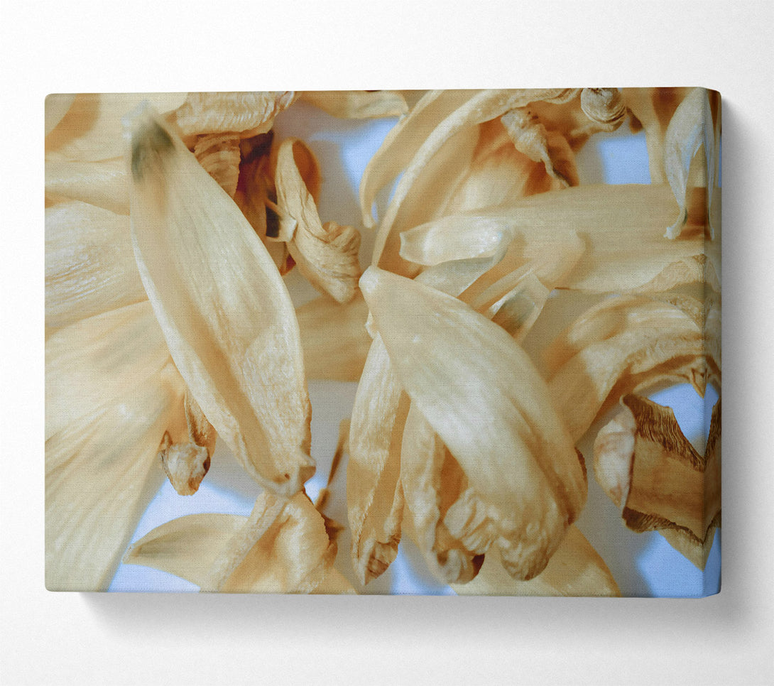  A Canvas Print of Creamy Petal Symphony Canvas Wall Art