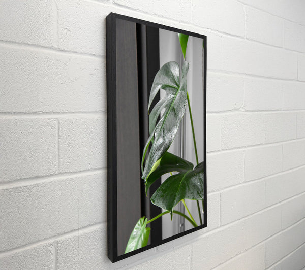 Silver Green Leaf