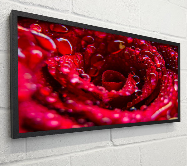 Crimson Dewy Embrace
