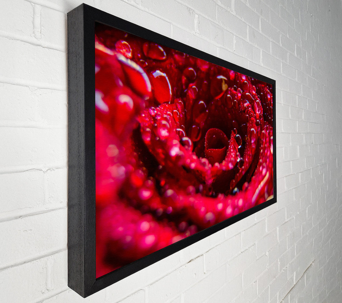  A Canvas Print of Crimson Dewy Embrace Canvas Print