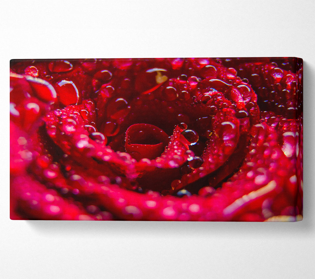  A Canvas Print of Crimson Dewy Embrace Canvas Print