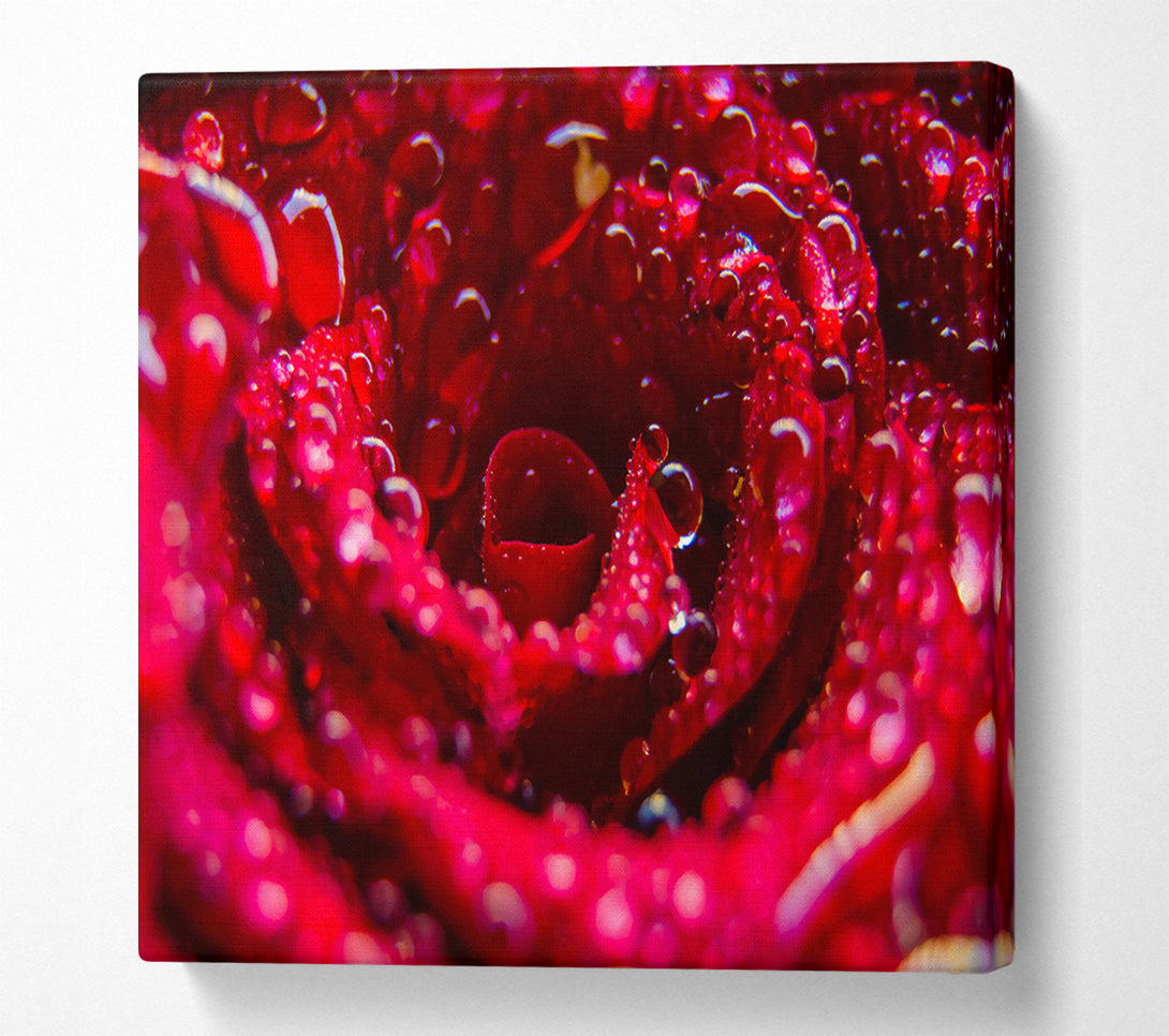  A Canvas Print of Crimson Dewy Embrace Canvas Print