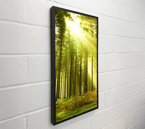Green Woods